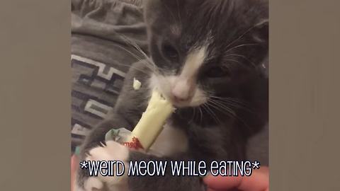 These Weird Cat Noises Will Make You LOL