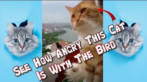 See How Angry This Cat Is With The Bird