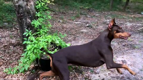 Doberman Finds Human Remains in Less than 1 Minute