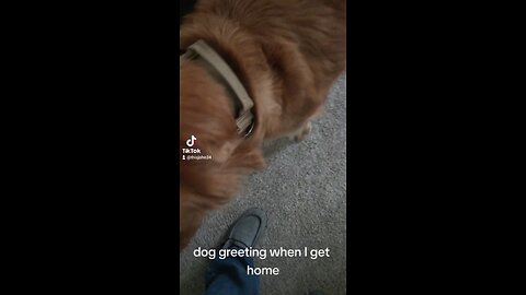 dog greeting