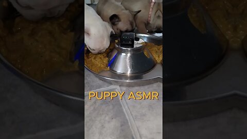 GAZA K9 TV - SUBSCRIBE FOR MORE - PUPPY ASMS #asmreating #asmrsounds #asmr