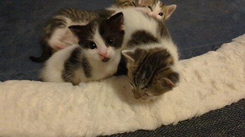 Babby kittens