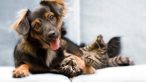 Cat vs Dog funny fight in street