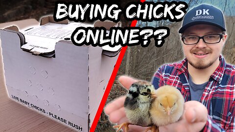 We Bought New Chicks Online!! | Adding New Birds to the Flock!!