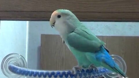 Lovebird Singing