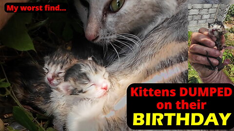 NEWBORN KITTENS thrown away on their birthday. #irish #kittenrescue #indonesia