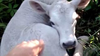 Mama cow hides her baby from farmer