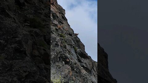 The cliff jumpers #mountains #goats #cliff #jumper #adventure #wildlife #animalmoments #nature #hike