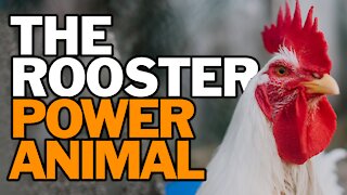 The Rooster Power Animal