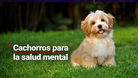 #HuellitasYRabitos | Un lugar para que usa CACHORROS para mejorar la SALUD MENTAL