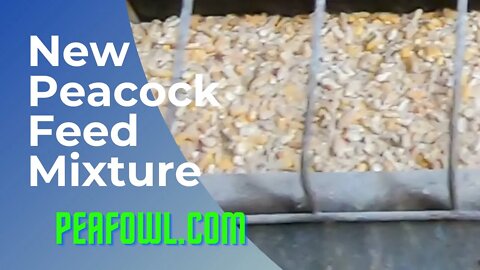 New Peacock Feed Mixture, Peacock Minute, peafowl.com