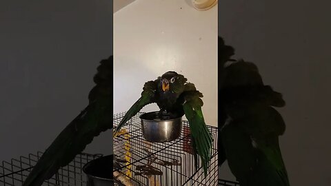 A Parrot Takes A Bath.. #bathtime #parrotvideo #parrot