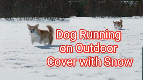 Dog Running on Outdoor Cover with Snow