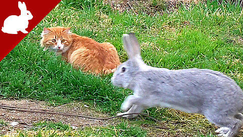 Rabbits and cats in the backyard