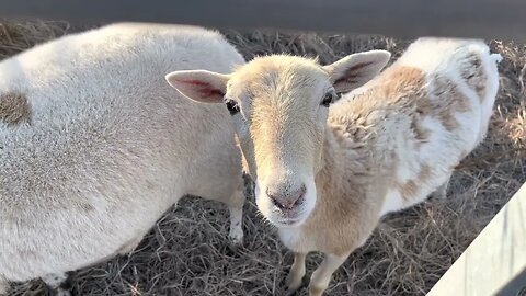 Just finishing moving the Sheep and Hanging out.