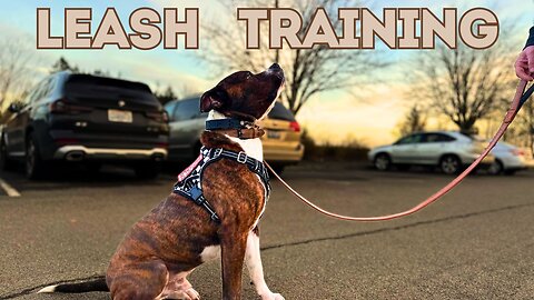 How to Leash Train a 1 Year Old Dog (Rescue)