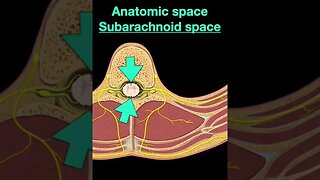 Testing Spinal cord and Nerves Part C #shorts