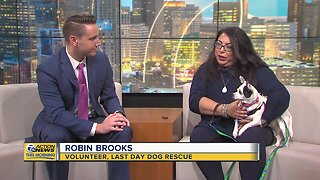 Pet of the Week - Bebe