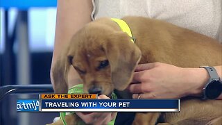 Ask the Expert: Traveling with your pet