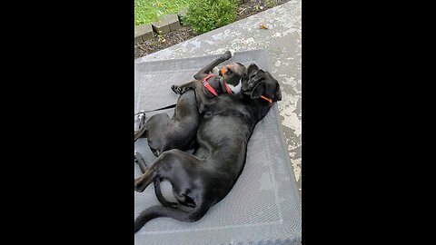 Best Friends! But the Ball is Life!