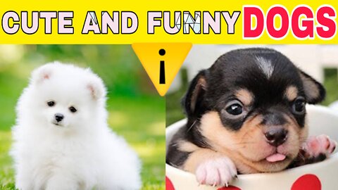 Cute and funny dogs