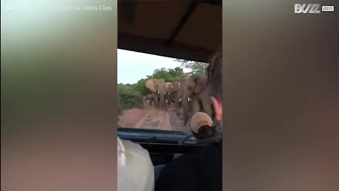 Un éléphant obéit aux ordres d'un guide de safari!