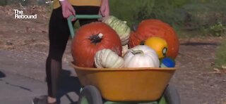 Pumpkin picking during the pandemic