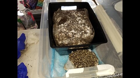 Adding 5lbs All-In-One Grow Bag into Potty 💩 Pad Tek Modded Dub Tub Fruiting Chamber 🍄