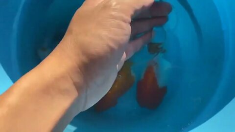 The high quality and beautiful goldfish in farm