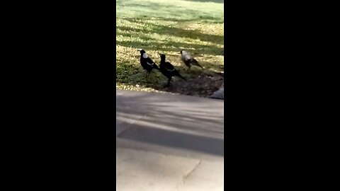 Magpie Family Singing at the Courthouse Garden 🥰 Beautiful 🎼🎶