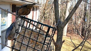 Nuthatches sharing food