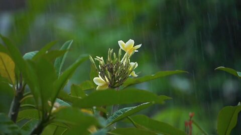 "Fragrance in Bloom: Discovering Plumeria Sandalwood"