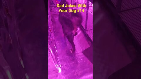 dad jokes with your dog, puppy #puppy #funny #dadjokes