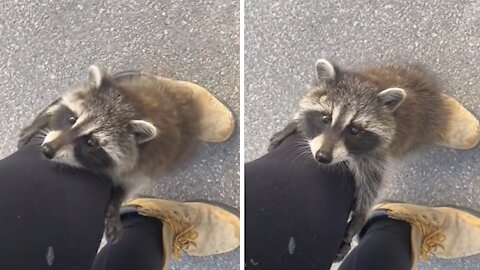 Wild baby raccoon climbs up woman's leg