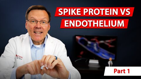 What you need to know about the endothelium and spike protein // Part 1