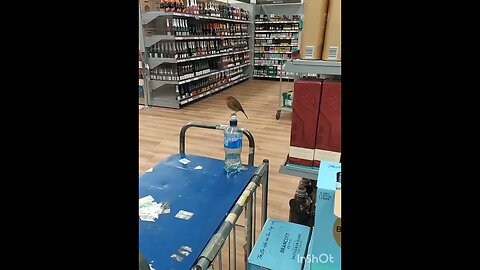 Little robin visits alcohol section in the supermarket