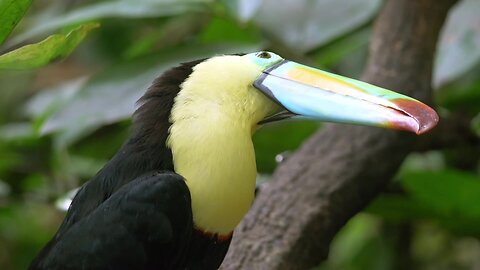 "Keel-Billed Toucans: Vibrant Icons of the Rainforest"