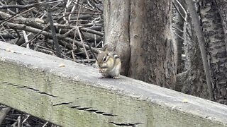 Chipmunk loves roasted peanuts