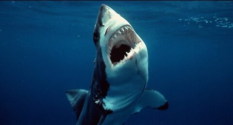 Great White Shark full documentary in HD