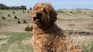 Dog smashes face against camera in slow motion