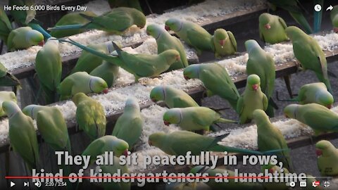 Feeding 10000 Parrots at Single day