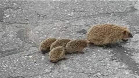 Family of hedgehogs stops traffic to cross road