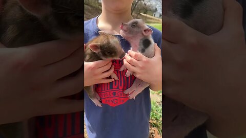 New Piggies On The Farm #farmlife #homestead #babypig #piglets