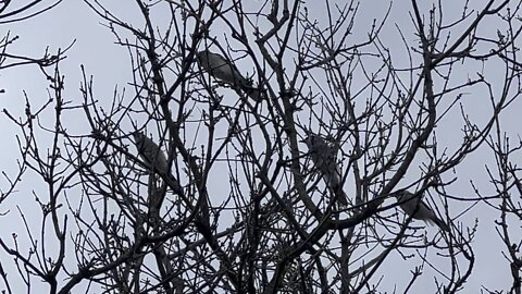 Gang of Blue Jays