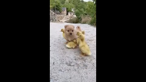 Puppy and duckling