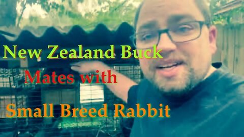 Can a New Zeeland Buck Breed with a Smaller Rabbit? | Sovereign Provisions Homestead