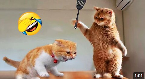 Funniest Animals 2024 😂 New Funny Cats and Dogs Videos 😻🐶