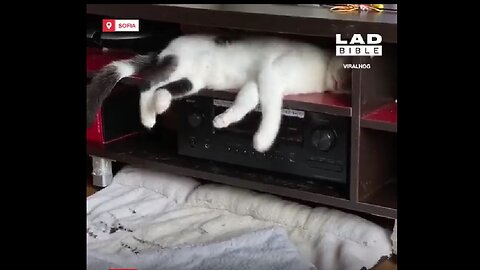 Cats find themselves in all kinds of ridiculous situations