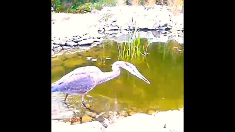 Heron at our pond #herons #shorts #short #wildlife