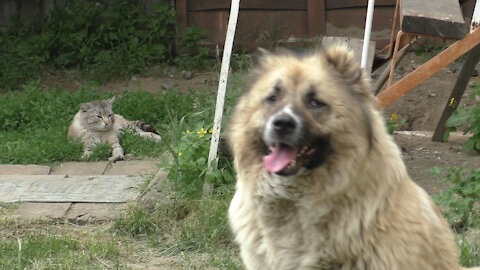 Siamese cat and Caucasian shepherd